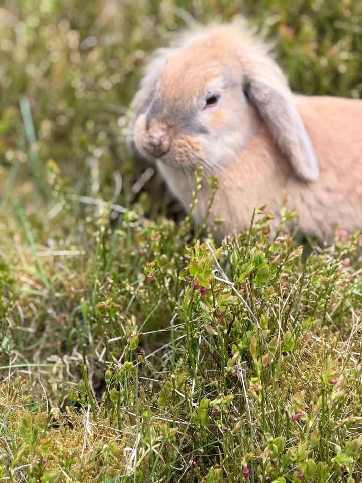 Wendeline in the wild, photographed by the concerned member of the public who first reported her
