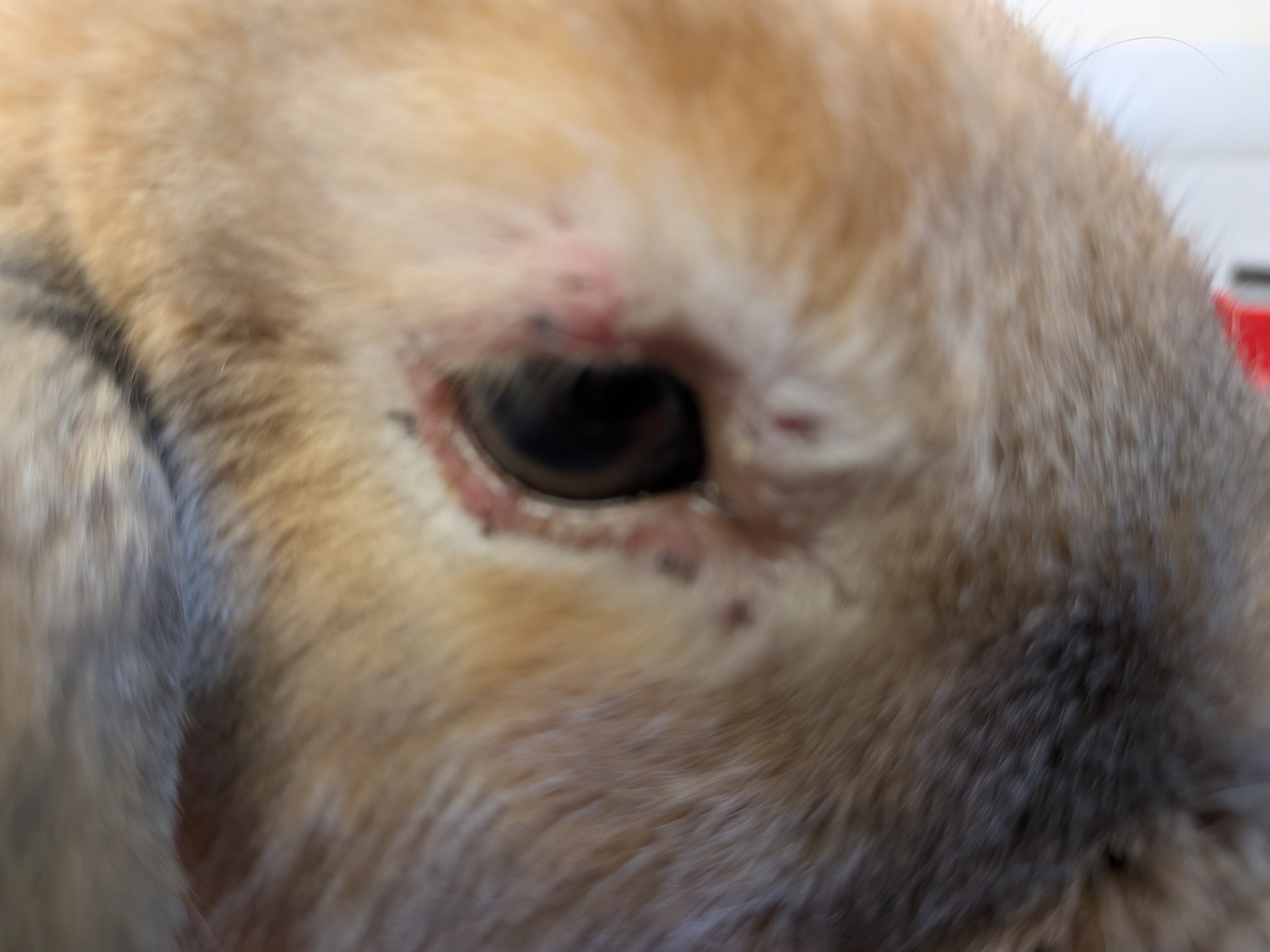 Scabbing around Wendeline's eyes from previous tick attachment sites
