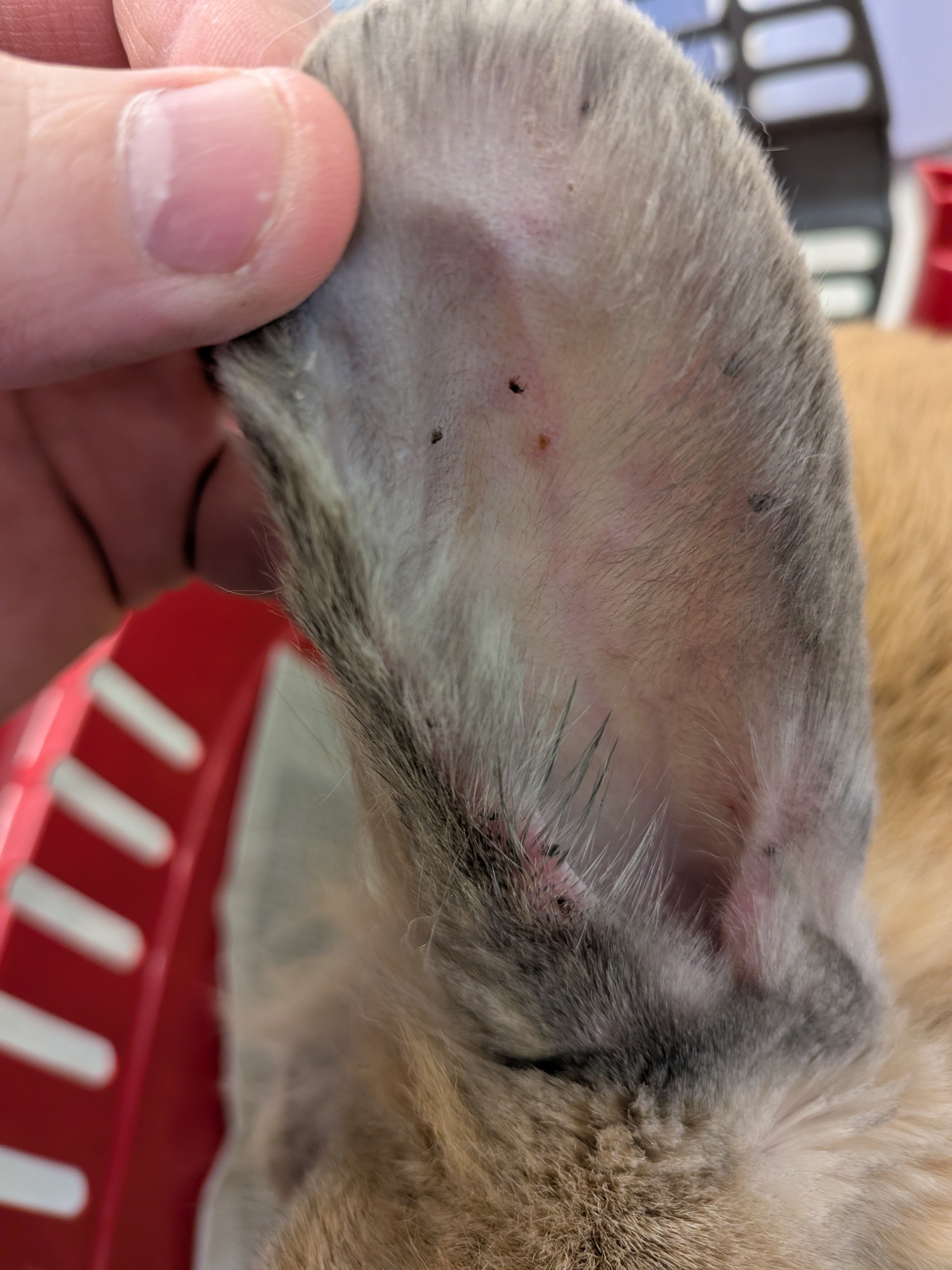 Small ticks visible around Wendeline's ears