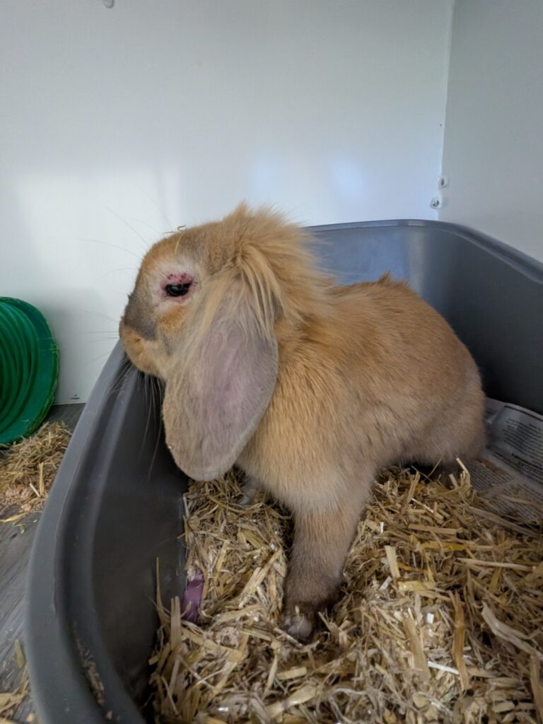 Wendeline settling into her new environment at Beloved Rabbits