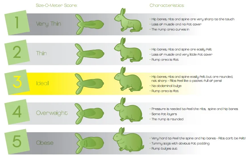 PFMA rabbit body condition score chart, showing how to assess whether a rabbit is too thin, ideal, or overweight.