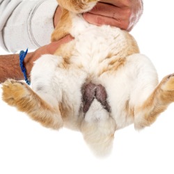 Male Neuter - up to £180